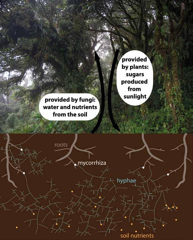 Introduction to Mycorrhizas in the Tropics with Emphasis on the Montane Forest in Southern Ecuador Introducción a las Micorrizas