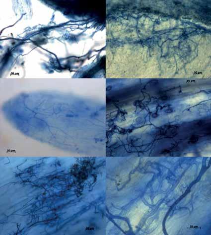 a b c d e f Figure 3. Light microscope micrographs of extraradical mycelium of arbuscular mycorrhizal fungi. a, b., Surrounding the mycorrhizas of Handroanthus chrysanthus (guayacan tree), c.