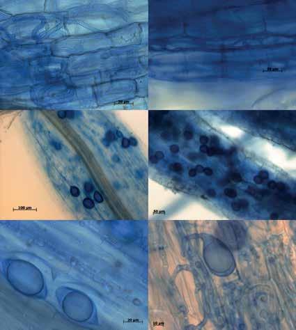a C b c d V V V e f V O O V O Figure 4. Light microscope micrographs of arbuscular mycorrhizas: a. hyphal coils in outer cortical cells; b. intercellular hyphae; c., d.