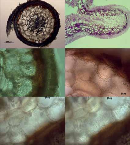 a b VT CC+HN HM CC+HN VT HM c d HM HM HN* HN* e N N f HN* HM HM Figure 8. Cross- and longitudinal sections of ectomycorrhizas Light microscope micrographs: a. cross section; b.
