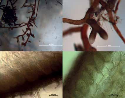 a b M c C d C C HM HM C Figure 10. Arbutoid mycorrhiza: a., b. Fine root systems and arbutoid mycorrhizas of Arctostaphylos uva-ursi; c., d.