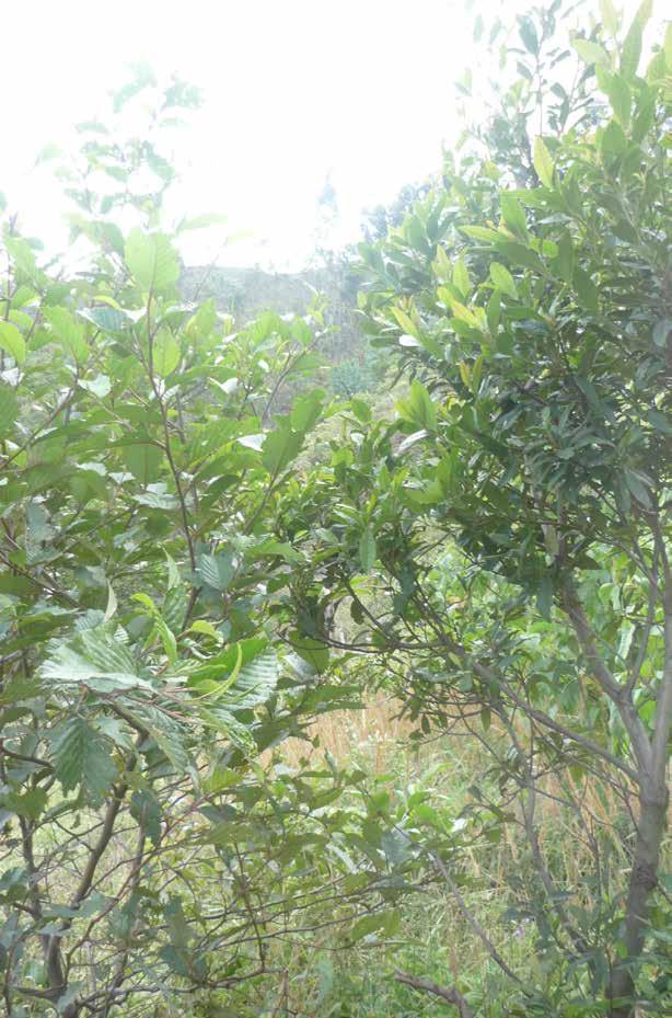 Alnus acuminata and Morella pubescens, especies forestales usadas para cercos