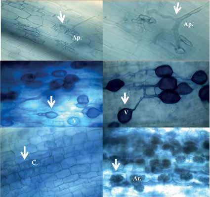 a b c d e f Figure 16. Structures of AMF observed by light microscopy in cortical cells of inoculated Cedrela montana seedlings (6 months) in the nursery of UNL: a., b. Appressorium and hyphae, c., d.