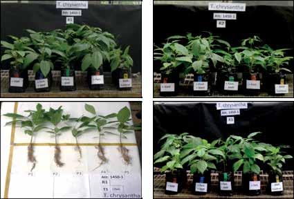 a b c d Figure 17. Differences among treatments on seedlings of Handroanthus chrysanthus (6 months) inoculated with AMF inocula at a nursery experiment at UNL, Loja, Ecuador. a., b., d.