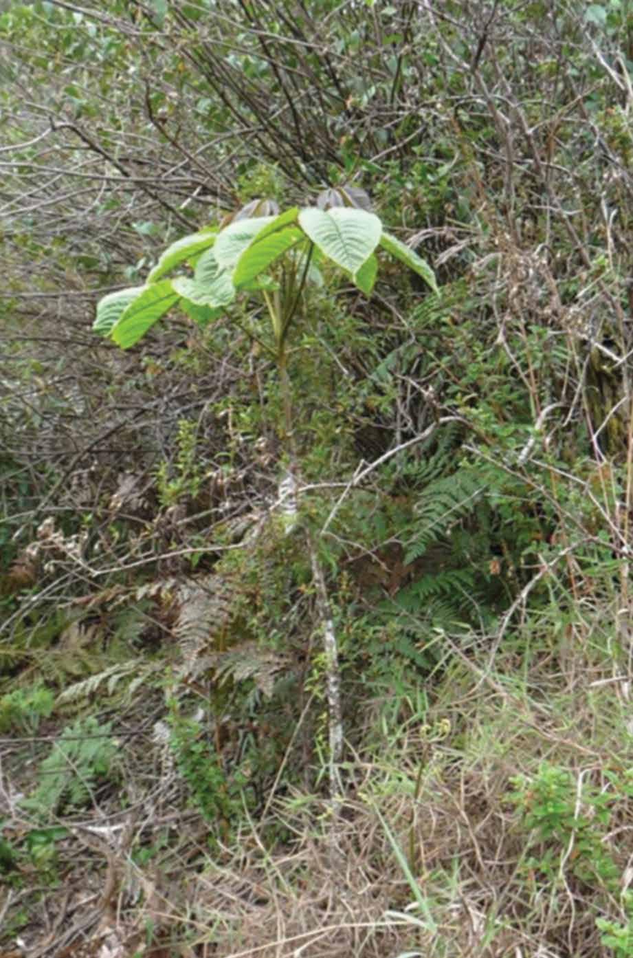 Native trees from tropical areas; Handroanthus chrysanthus (synonym Tabebuia chrysantha, guayacan), inoculated with AMF inocula for reforestation and restoration approaches in Southern Ecuador.