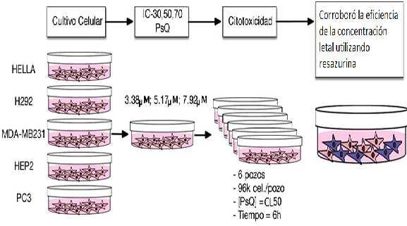 3. Metodología 19 Figura 3-1. Determinación de la actividad citotóxica concentración letal ( CL) de PsQ sobre un panel de líneas celulares.