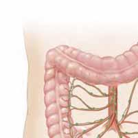 El colon y el recto El colon y el recto juegan un papel importante en la digestión y la eliminación de residuos del