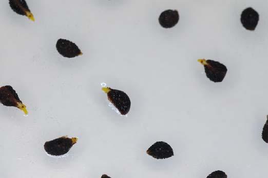 Es importante señalar que en algunos casos puntuales el tamaño de las unidades germinativas (semillas o esporas) puede ser tan reducido que, siempre que la germinación se pueda abordar exitosamente