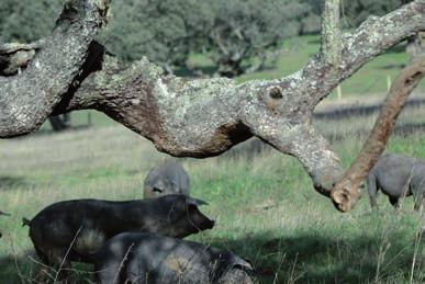 los cerdos ibéricos conviven con el ganado bravo, pastando