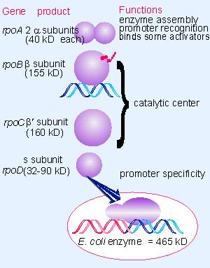 LA RNA POLIMERASA Un único tipo de RNA polimerasa Holoenzima de 465 kd: α 2 ββ σ Núcleo de la enzima: α 2 ββ (capacidad de sintetizar RNA) ββ el centro catalítico α ensamblaje de la enzima