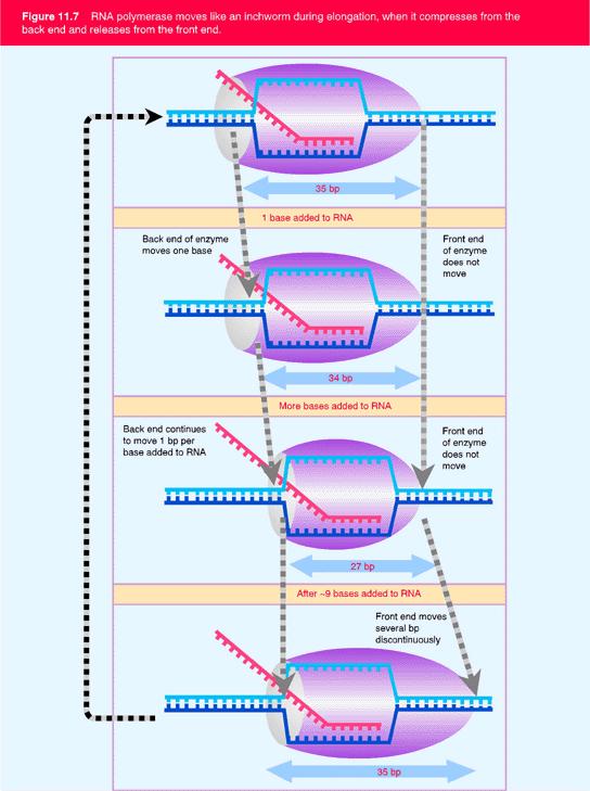 Generalidades de la RNA Polimerasa Se