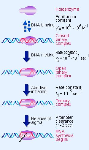 INICIO DE LA TRANSCRIPCION Complejo binario cerrado: interacción holoenzima-promotor Desnaturalización DNA: complejo binario abierto Se incrementa la afinidad de la unión Incorporación del primer nt: