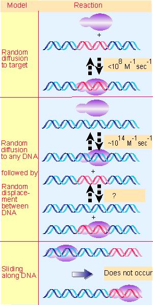 Cómo encuentra la RNA Pol el promotor?