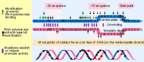 Preferencia de la RNA