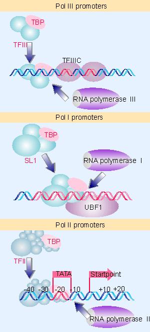 GENERALIDADES Genes clasificados por sus promotores y transcritos por una polimerasa diferente RNA pol I: rrna RNA pol II: mrna RNA pol III: trnas y snrnas Factores accesorios se requieren para