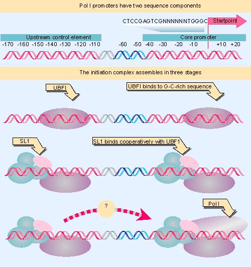 FUNCION DE RNA Pol I UBF1 se une a zona G C en núcleo promotor y UCE SL 1 se une cuando UBF1 esta unida Confiere especificidad de especie Cuatro