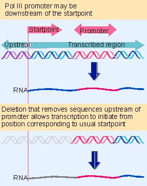 RNA POL III Dos tipos de promotores Para trna 5S : dowstream +55 a +80 Para snrna: upstream