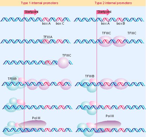 FUNCION RNA POL III Tres TFIIIX involucrados en el inicio de la transcripción TFIIIA proteína con dominios de dedos de zinc TFIIIB complejo de TBP y 2 proteínas TFIIIC complejo de 500 kd (5