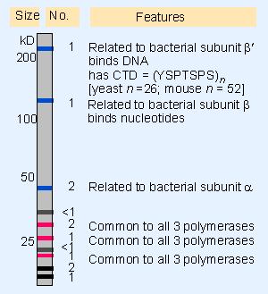 RNA polimerasa II Compuesta de muchas subunidades (500 kd) La subunidad más grande tiene un dominio carboxilo terminal (CTD) con secuencias consenso repetidas de 7aa El CTD puede ser fosforilado