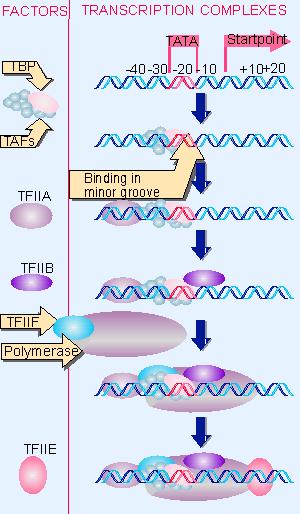 Cómo inicia la transcripción RNA pol II?- Etapa 1: unión de TFIID a la caja TATA Quién es TFIID?