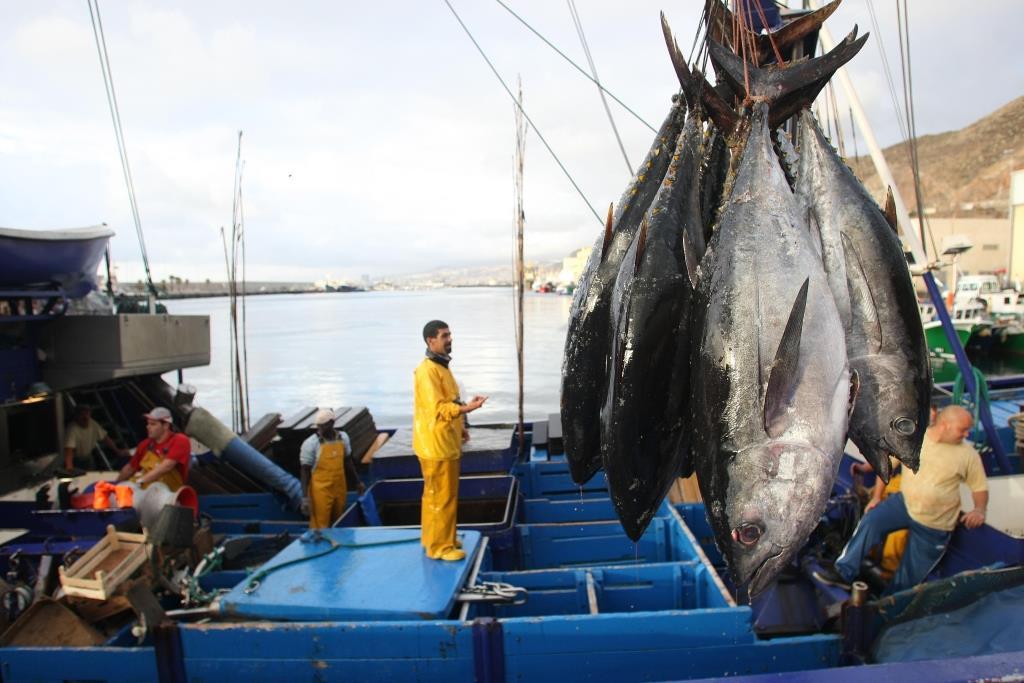 Gestionamos el trámite de permisos de pesca y navegación para naves pesqueras de bandera extranjera.