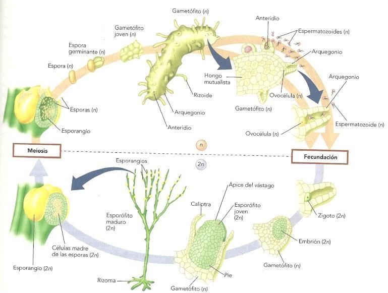 Plantas vasculares sin semillas Objetivos: 1. Aprender sobre los cuatro grupos que componen las plantas vasculares sin semillas. 2.