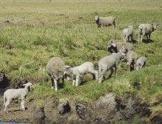 Cuando se usan suplementos, lo más recomendable es sincronizar las ovejas de manera de utilizar el suplemento más eficientemente.