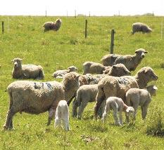 Cuadro 2 - Calostro acumulado (g) 1 hora luego del parto en ovejas con 1 cordero pastoreando Lotus Maku, campo natural, o suplementadas con un bloque nutricional energético.