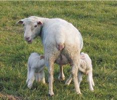 En resumen, la oveja debe ser esquilada durante la gestación con un peine alto y ofrecerle una alimentación de acuerdo a sus requerimientos.
