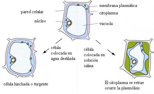 Osmosis - La membrana celular es SEMIPERMEABLE, dejando pasar libremente el agua y de forma regulada el resto de substancias disueltas en ella (soluto) - Es el paso de substancias desde una parte de