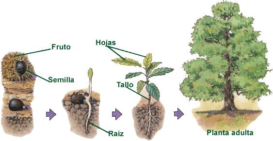 Todas las plantas