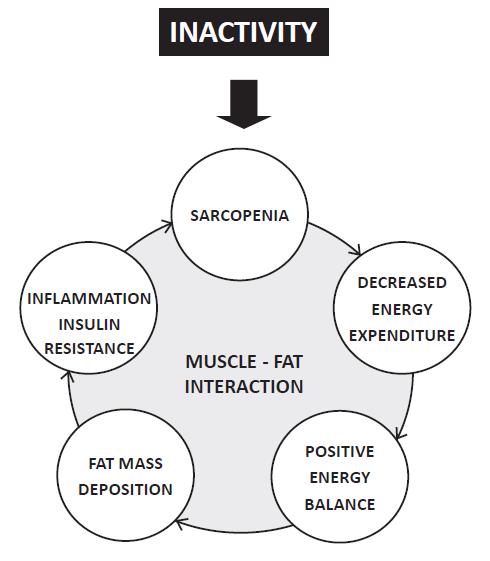 OBESIDAD SARCOPENICA Coexiste aumento de tejido adiposo (obesidad o