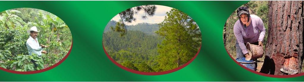 Programa Adaptación al Cambio Climático en el Sector Forestal - CLIFOR INFORME DE