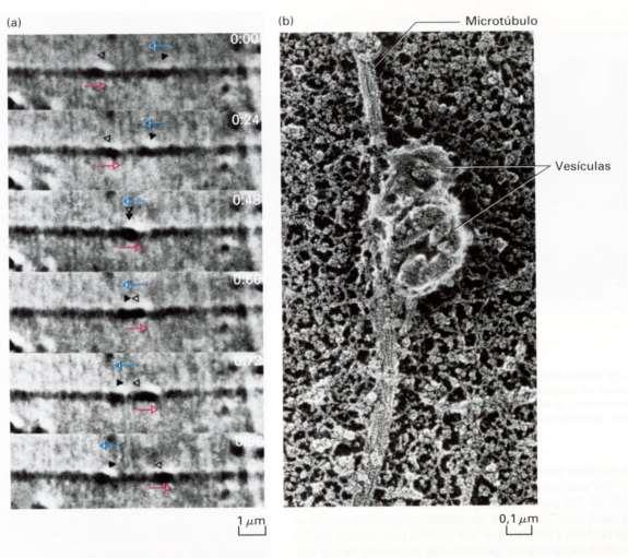 Microfotografías en video que muestran el desplazamiento de dos vesículas sobre el mismo filamento de