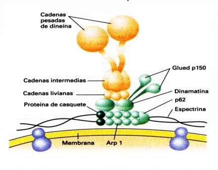 Dineina del citosol y complejo de dinactina