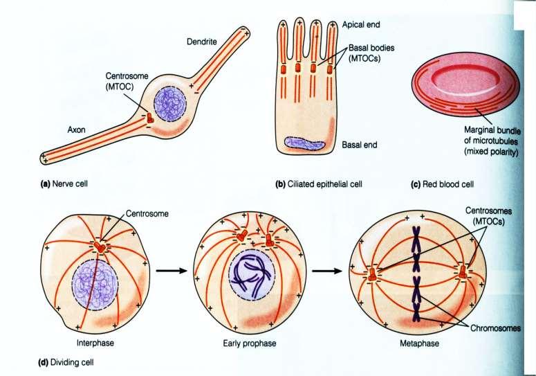 Polaridad de Microtúbulos y orientación en la célula Célula vegetal