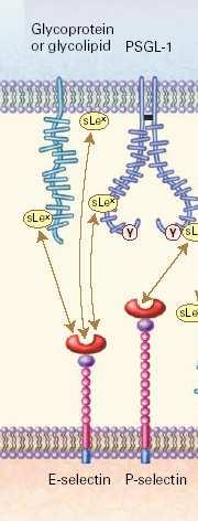 E-Selectinas Se induce fuertemente en células endoteliales (inflamación) En procesos de inflamación
