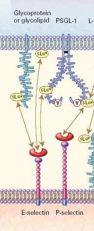P-Selectinas Inicialmente caracterizada en plaquetas Se encuentra en células endoteliales.