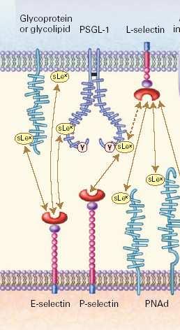 L-Selectinas Originalmente designada como receptor de migración Esta en casi todos los leucocitos. Esta ausente en los LT de memoria.