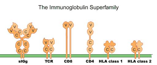 Receptores de Adhesión de la Superfamilia de Inmunoglobulinas Receptores que comparten el llamado dominio de Inmunoglobulinas 90 100 aa.