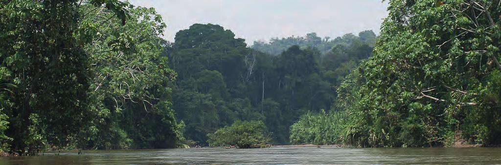 Amazonía, deforestación y Territorios Indígenas Una oportunidad para las Estrategias Nacionales de REDD+: asegurar beneficios para los Territorios Indígenas Amazónicos Los Territorios Indígenas