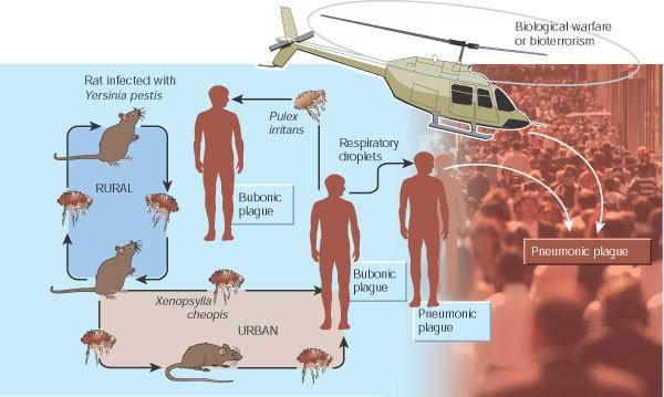 Yersinia pestis vector de la peste bubónica : la pulga