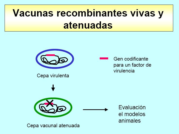 Las vacunas recombinantes de tipo II (de gen deletado) vacunas con genes deletados asociados con la virulencia o