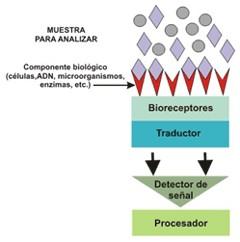 DIAGNOSTICO Biosensores dispositivo de análisis que utiliza un ser vivo o un producto derivado de éste modificar específicamente una