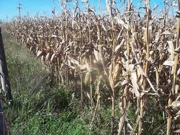 14 Maí Lote de maíz de segunda, en estado fenológico R 6 (madurez fisiológica secado de