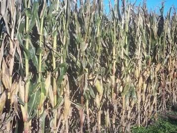 - Lote de maíz de segunda, en estado fenológico, R 5 (grano dentado), en el centro oeste del