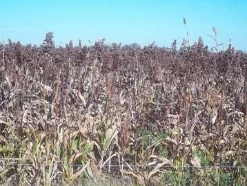 5 hectáreas, presentando una disminución del orden del 17,7 % con respecto del año anterior que fue de 73.5 hectáreas. En estadio 9 (madurez fisiológica secado de grano) se encuentra más del 1 % de los lotes.