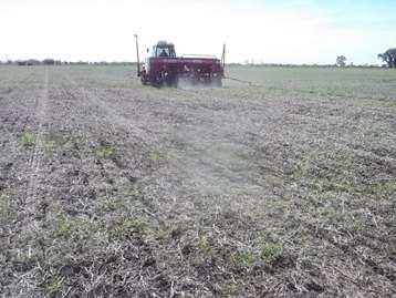 - Lote de rastrojo de soja, en proceso de siembra de trigo ciclo largo, en el sur del departamento Las Colonias.