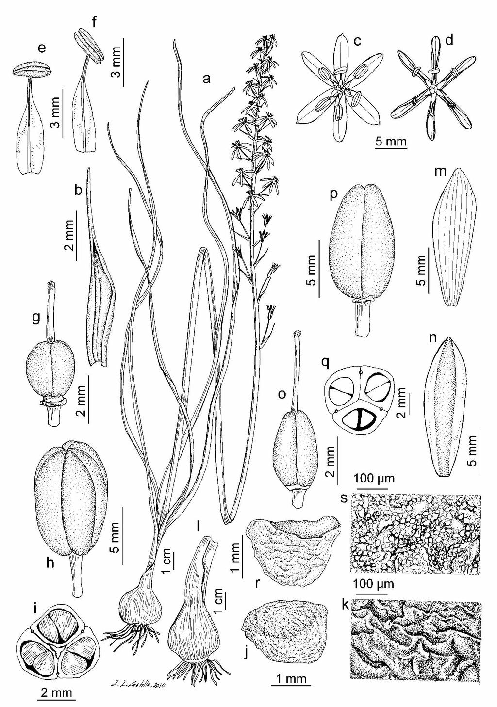 01 26 Ornithogalum:18 hyssopus.qxd 12/12/2011 11:35 Página 21 21 Lám. 00. Ornithogalum pyrenaicum subsp.