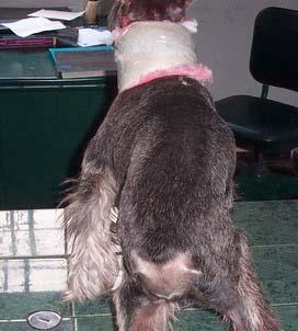 com/ortopediaveterinaria RESUMEN Se efectuó una cirugía de reducción abierta para corregir la subluxación atlanto-axial ventral en un perro Schnauzer, se realizó una laminectomía dorsal del cuerpo